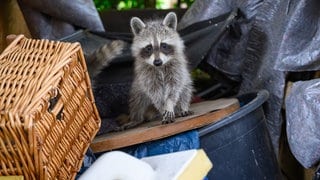 Ein Waschbär mitten im Hausrat