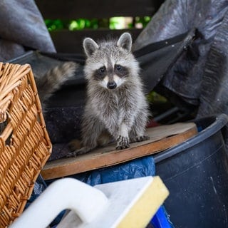 Ein Waschbär mitten im Hausrat