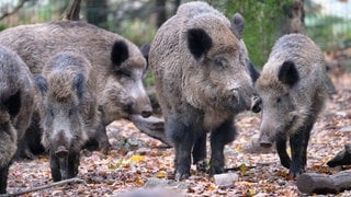 Wildschweine im Wald (Sujetbild)