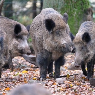 Wildschweine im Wald (Sujetbild)