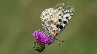 Der sehr seltene Mosel-Apollofalter ist der Schmetterling des Jahres 2024.