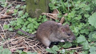 Symbolbild: Ratte sitzt in einem Garten. In Andernach verzweifeln die Anwohner über die Ratten, die umher laufen.