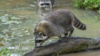 Im Kreis Altenkirchen werden Waschbären jetzt stärker gejagt