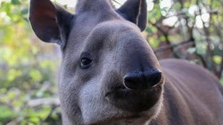 Peppone ist ein Fachlachland-Tapir und neu im Zoo Neuwied. Hier soll er für Nachwuchs sorgen