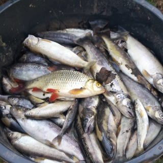 Tote Fische aus der Queich bei Landau