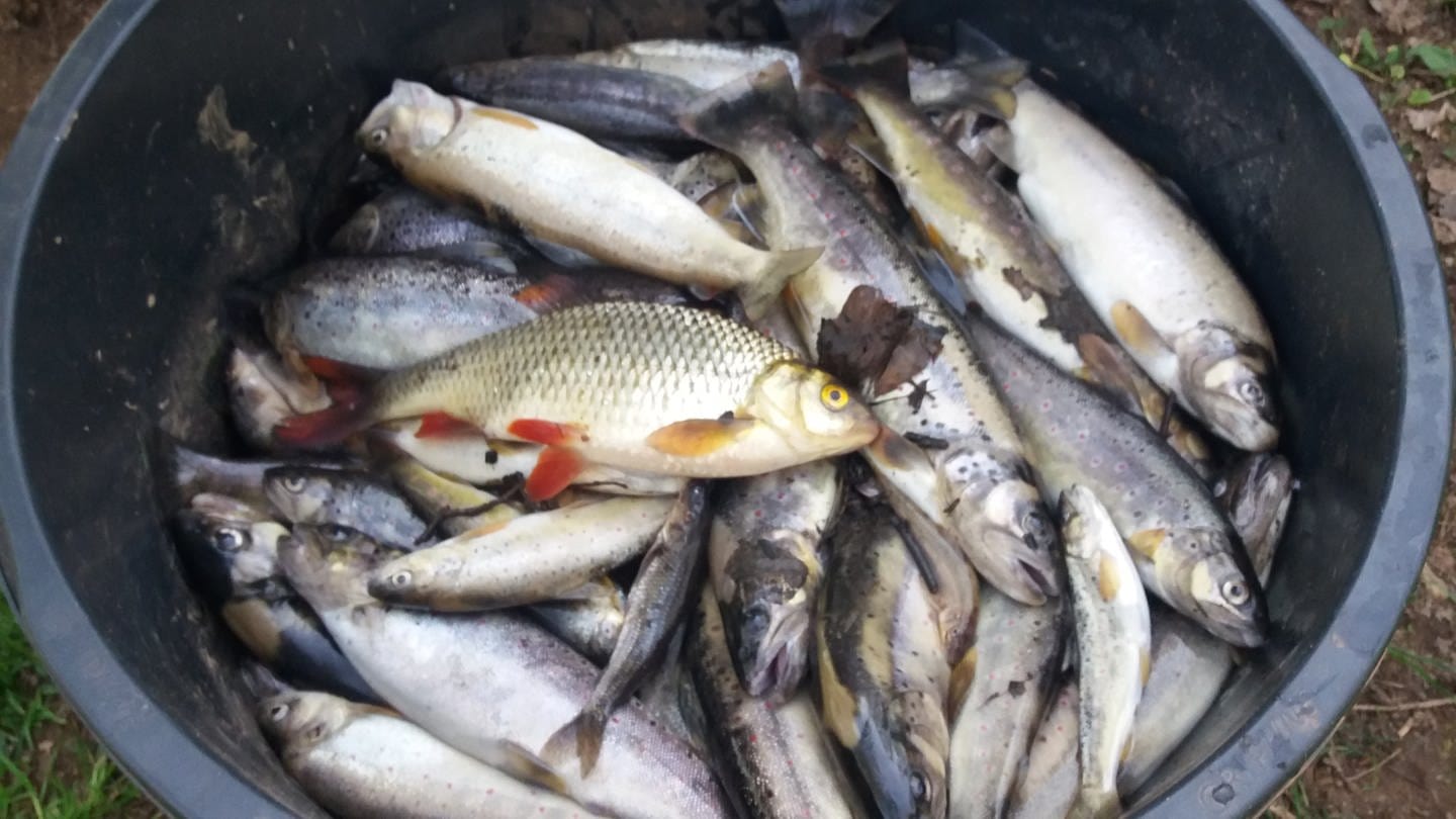 Tote Fische aus der Queich bei Landau