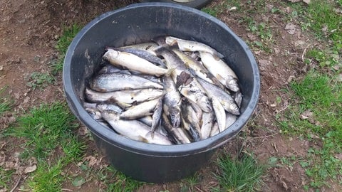 Hunderte tote Fische aus der Queich bei Landau gezogen