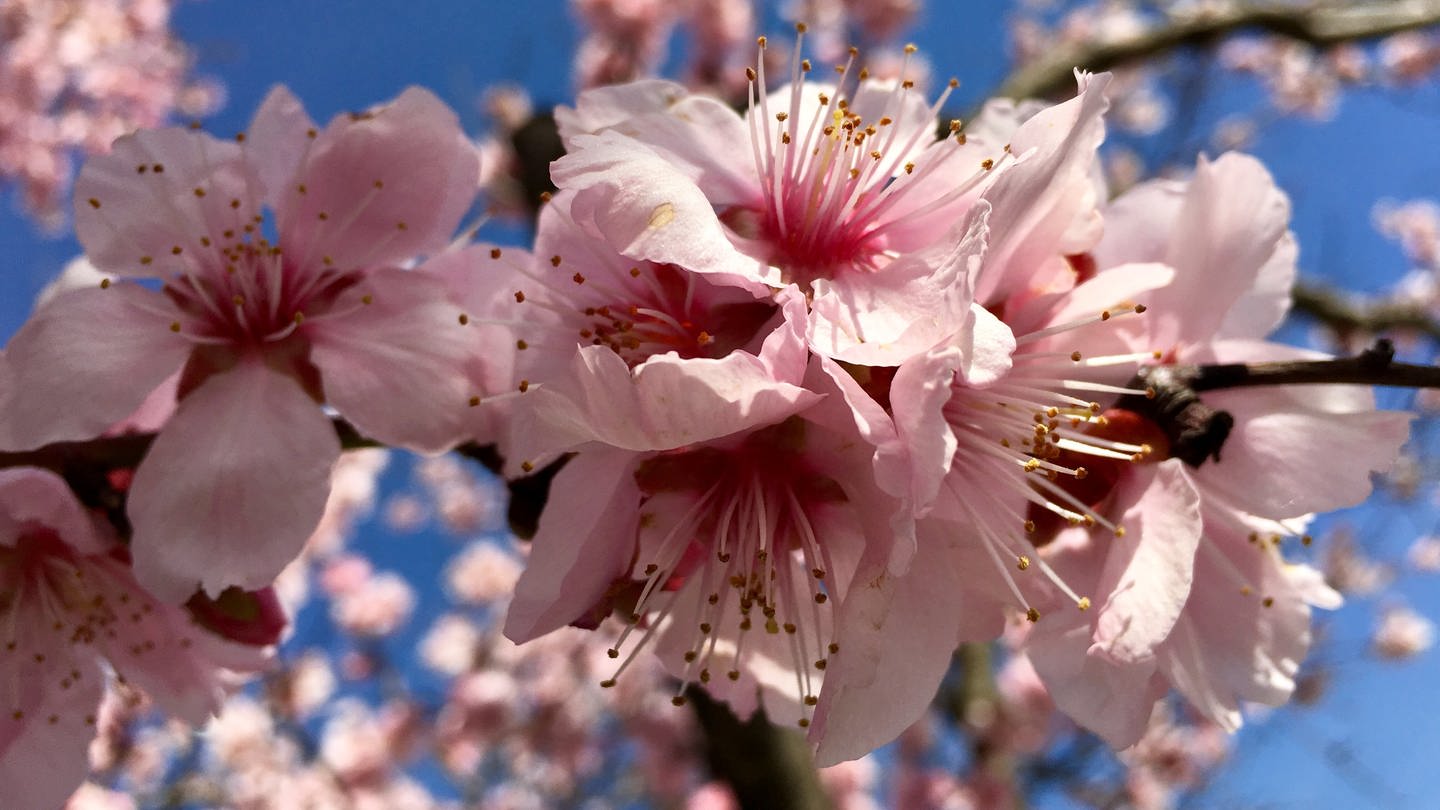 Begehrte Mandelblüte