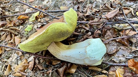 großer Steinpilz aus dem Pfälzerwald bei Bad Bergzabern (Foto: SWR)