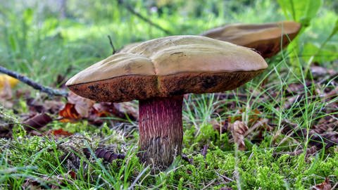 Hexenröhrling: Ist essbar, trotz seiner schillernden Farben (Foto: IMAGO, imagebroker)