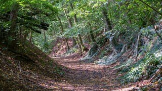 Die Trockenheit im Pfälzerwald machte den Förstern jahrelang Sorgen. Doch jetzt plötzlich steht der Wald so gut da wie seit Jahren nicht.