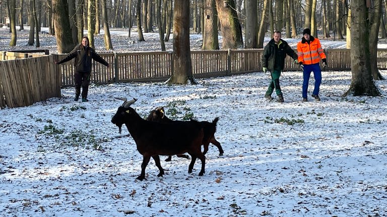 Tiere vom Ebertpark Ludwigshafen kommen im Wildpark Rheingönheim an