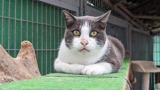 Katze im Tierheim Speyer