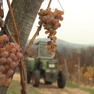 Reben in einem Weinberg in der Pfalz und im Hintergrund ein Traktor