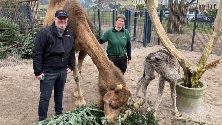 Dromedar-Nachwuchs im Landauer Zoo