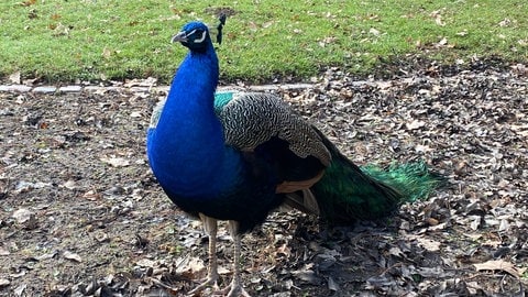 Ein Pfau im Landauer Zoo