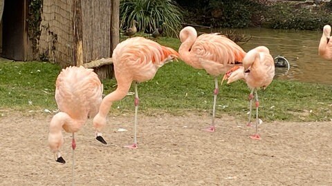 Flamingos im Landauer Zoo