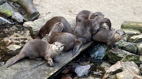 Otter im Landauer Zoo