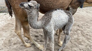 Dromedar-Nachwuchs im Landauer Zoo