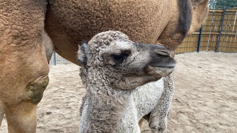 Dromedar-baby Junah im Zoo von Landau