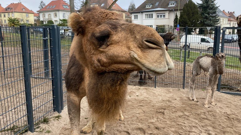 Dromedar-Nachwuchs im Landauer Zoo