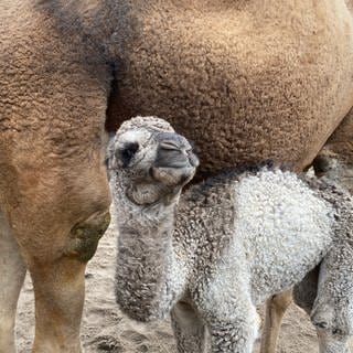 Dromedar-baby Junah im Zoo von Landau