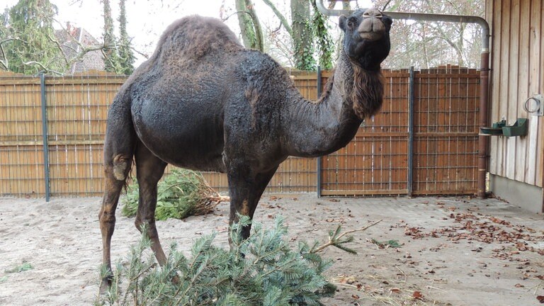 Dromedar-Hengst Said vom Zoo Landau