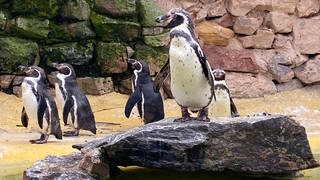 Pinguine im Landauer Zoo