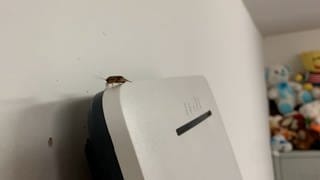 eine Kakerlake sitzt auf einem Router