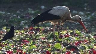 Ein Storch ist auf dem Feld und hat einen Gummiring im Mund.