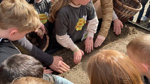 Kids an die Knolle in Dannstadt-Schauernheim