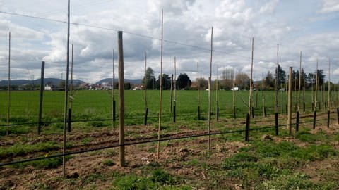 Diebe klauen in Hochstadt in der Südpfalz knapp 40 Apfelbäume zum zweiten Mal