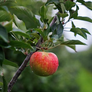 Apfel am Baum