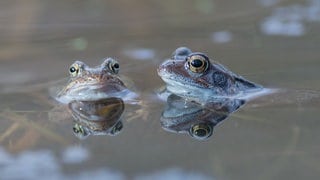 Zwei Frösche gucken aus dem Wasser