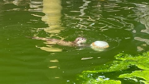 Sommertag im Zoo Landau