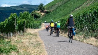 Fahrradfahrer fahren durche einen Weinberg