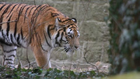 Die Tigerkatze Ninoschka im Zoo Landau