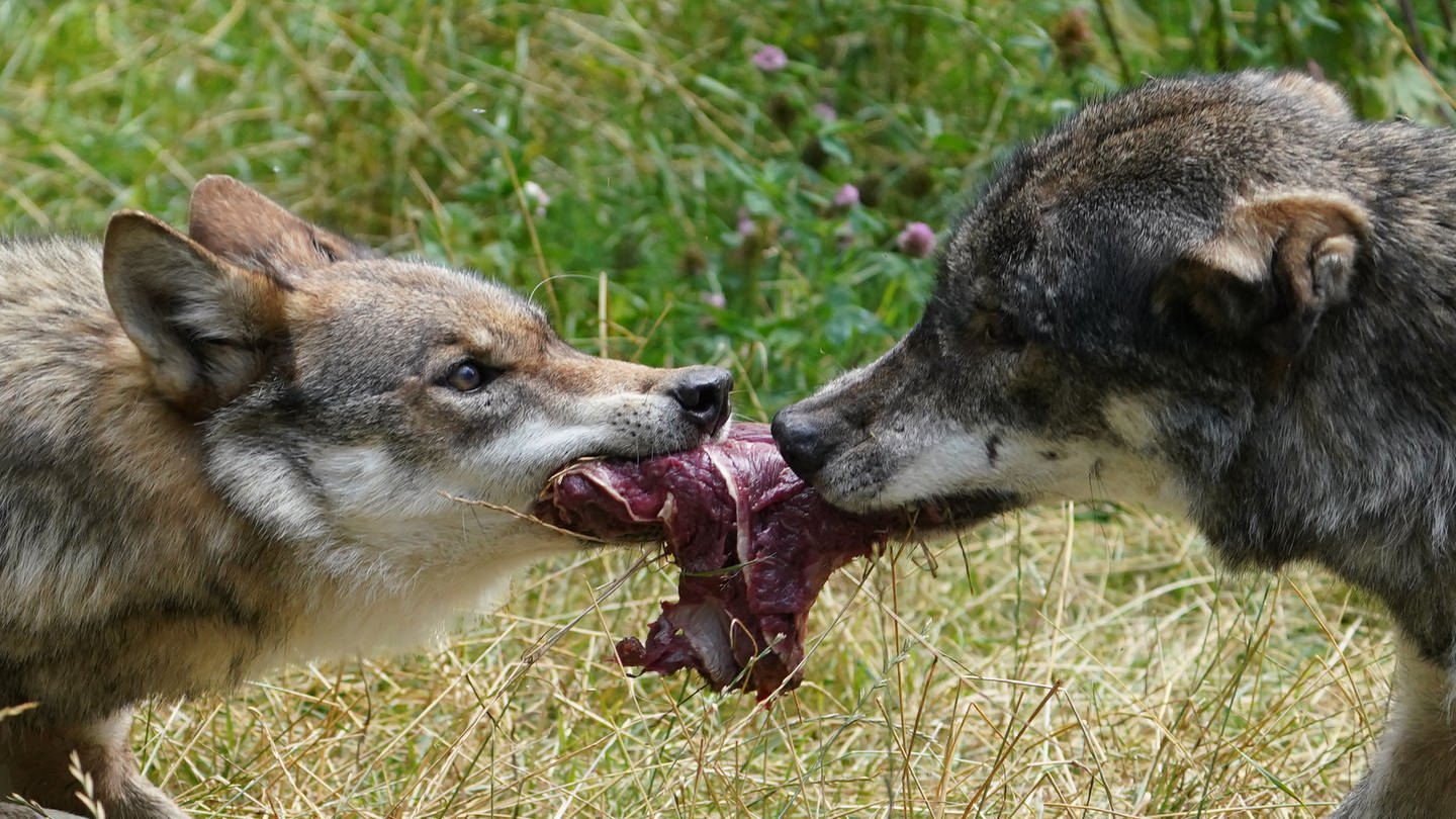 Zwei Wölfe im Wildpark