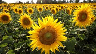 Sonnenblumen auf dem Feld bei Neuhofen in der Pfalz