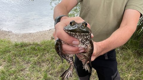 Ochsenfrosch im Kreis Germerheim - Ausbreitung soll verhindert werden