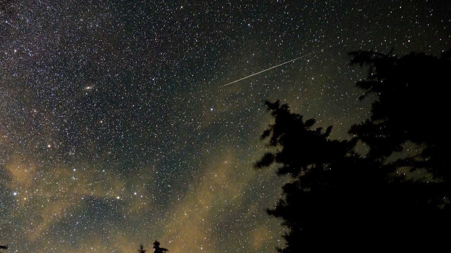 Tannenwald und darüber ein Nachthimmel mit einer Sternschnuppe, ausgelöst durch die Perseiden 2021