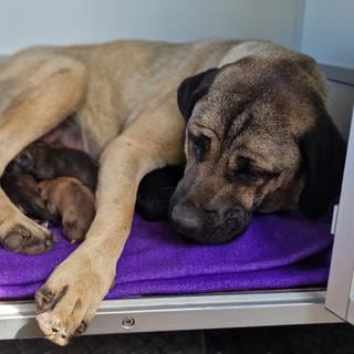 Diese Hündin mit elf Welpen wurde in einem Weinberg gefunden. Sie befinden sich nun im Tierheim in Frankenthal.