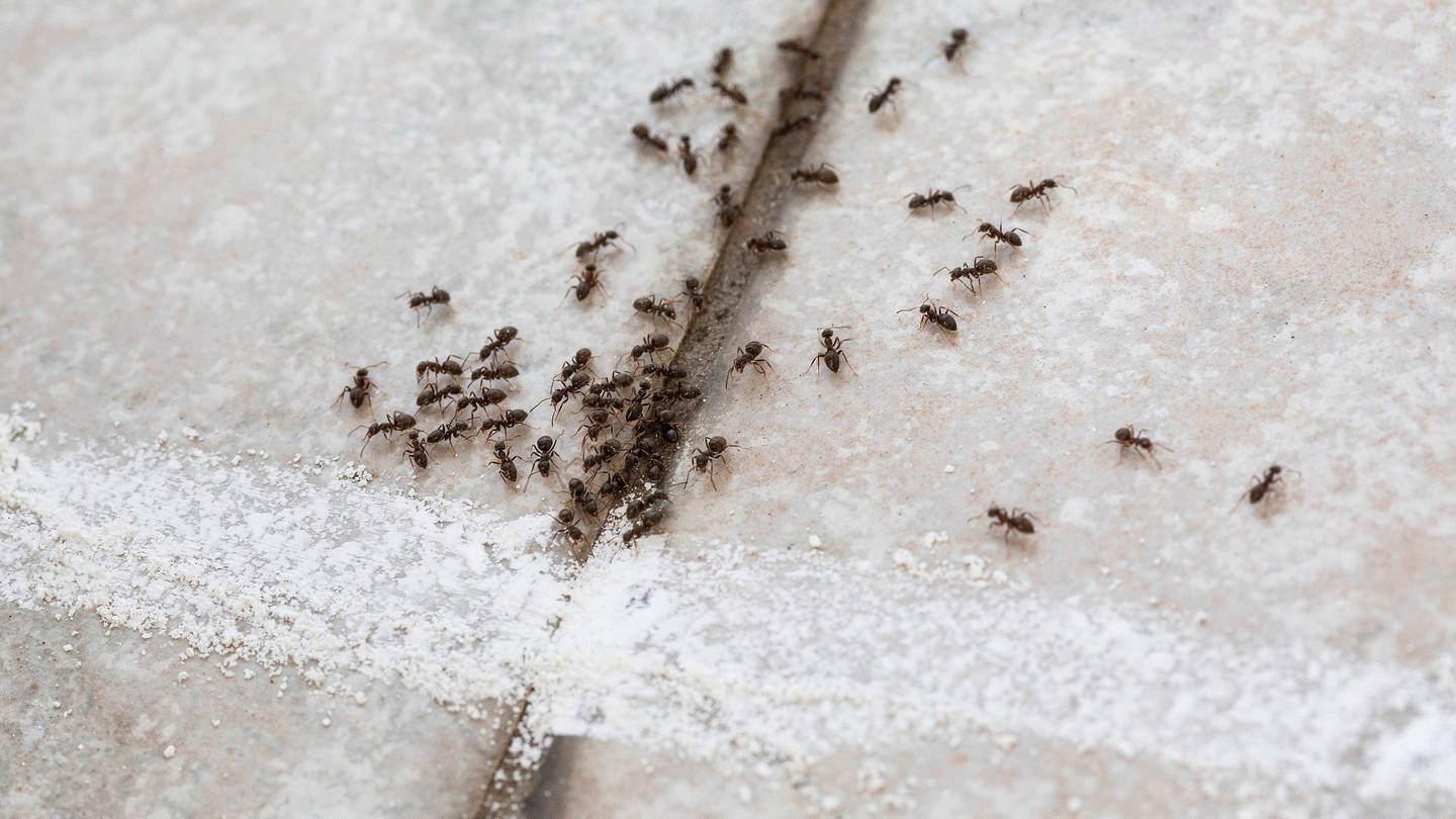 Ameisen auf einem gekachelten Fußboden, ein Kreidestrich unterbricht ihre Wanderung