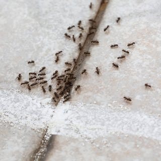 Ameisen auf einem gekachelten Fußboden, ein Kreidestrich unterbricht ihre Wanderung
