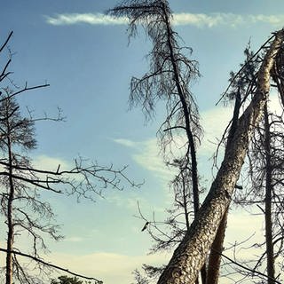 Abserbende Birke und Kastanien im rhodter Wald