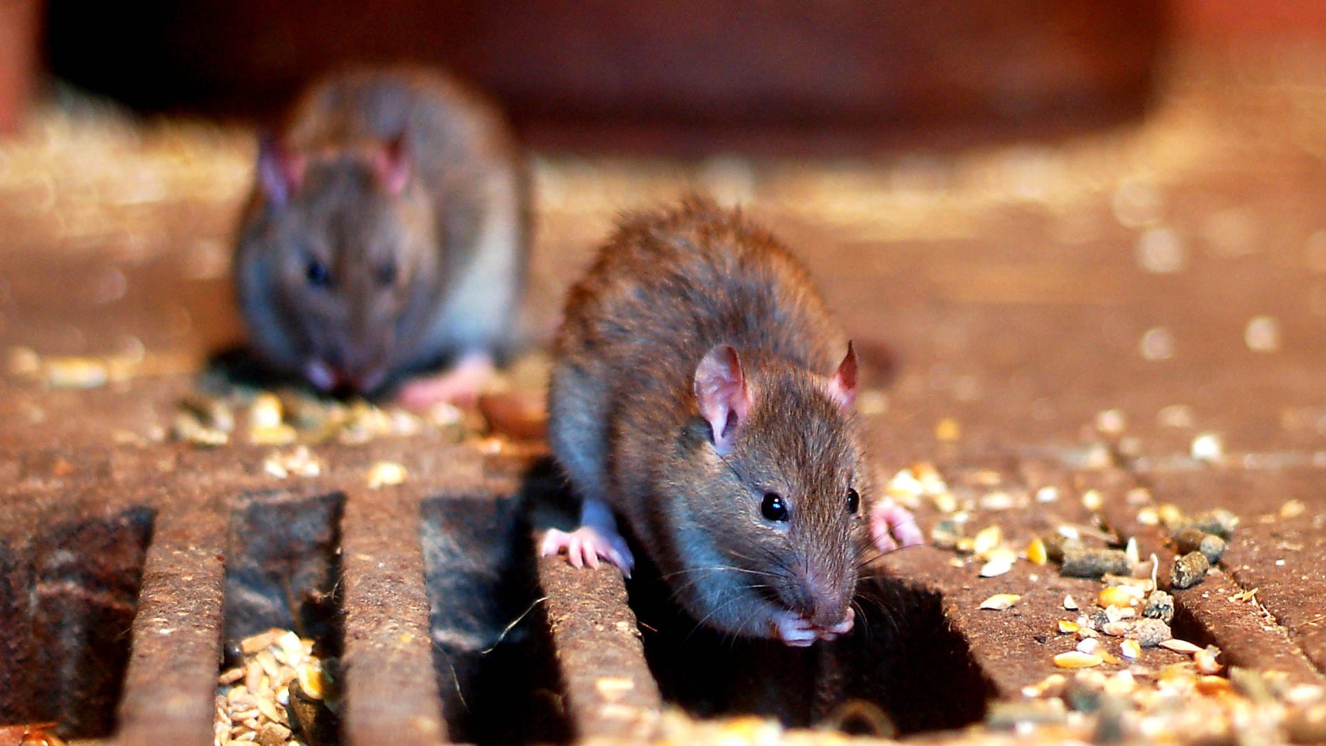 Immer mehr Ratten in Pirmasens: Köder helfen nicht