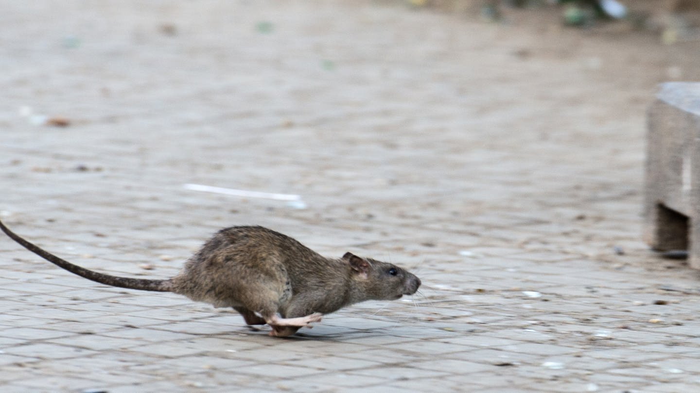 Eine Ratte rennt über eine Straße, Symbolbild zu Ratten legen Ampeln an Kreuzung in Speyer lahm