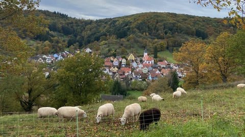 Schafe vor malerischer Kulisse im südpfälzischen Dernbach