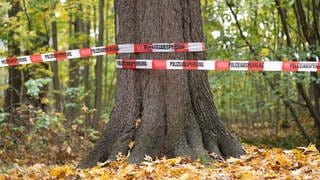 Eine Leiche wurde im Wald bei Wachenheim (Kreis Bad Dürkheim) gefunden (Symbolbild)