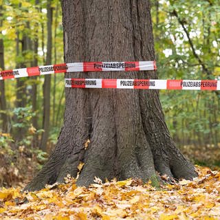 Eine Leiche wurde im Wald bei Wachenheim (Kreis Bad Dürkheim) gefunden (Symbolbild)
